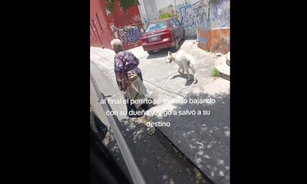 Perrito se escapa de casa y persigue un camión en el centro de Puebla para no dejar sola a su dueña