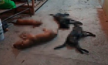 Envenenan a varios perros en Parras