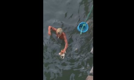 Video: Rescatan a un gato que cayó al mar en un puerto tras una heroica maniobra en equipo
