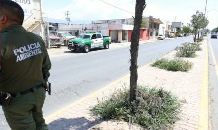 Investiga Saltillo poda irregular de pinos