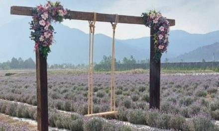 Cierran campos de lavanda en Arteaga por destrozos de visitantes y afectación a las abejas