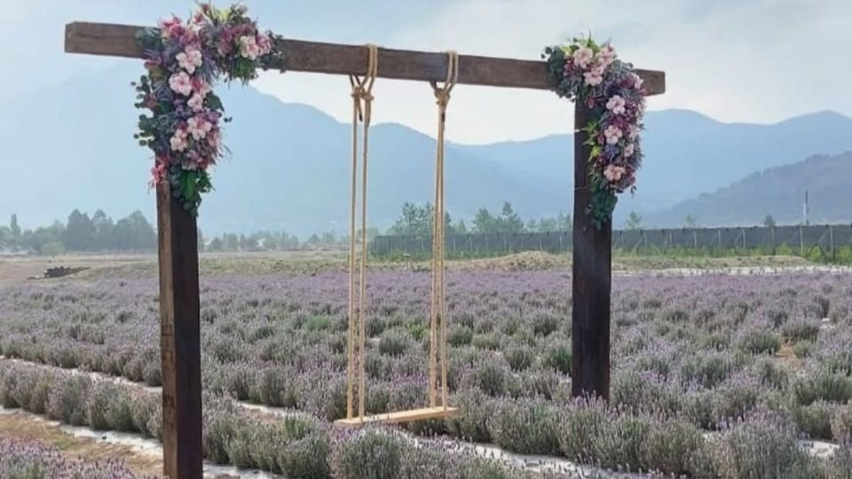 Cierran campos de lavanda en Arteaga por destrozos de visitantes y afectación a las abejas
