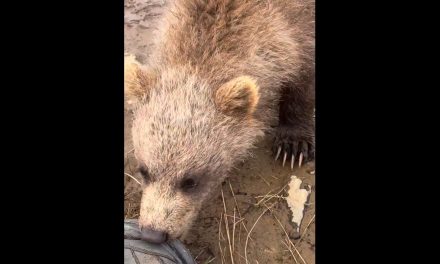 Tierno oso bebé no resiste la curiosidad y muerde la bota de un fotógrafo en Alaska