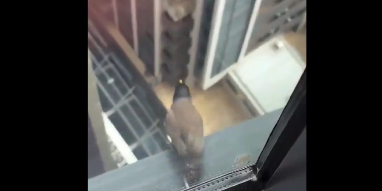 Así fue el emotivo video de un pajarito saltando al ‘infinito y más allá’