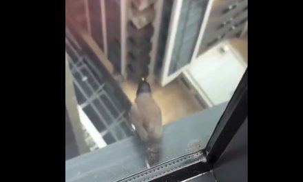 Así fue el emotivo video de un pajarito saltando al ‘infinito y más allá’