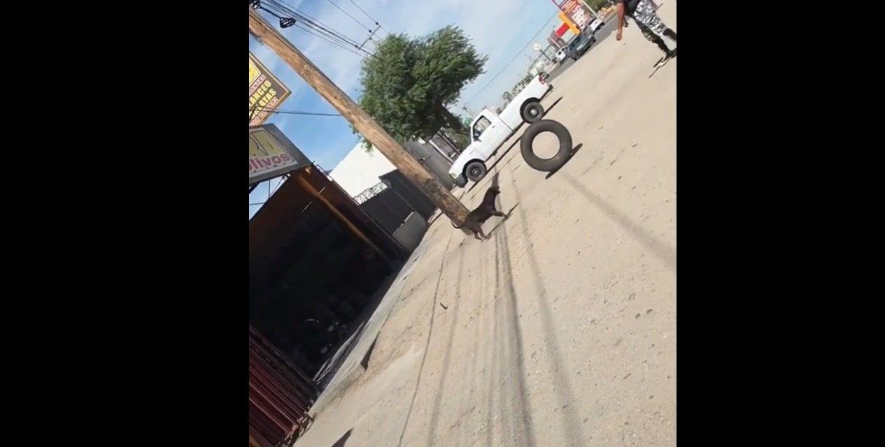 Conoce al perrito talachero de Mexicali que ayuda en una vulcanizadora