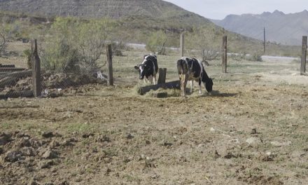 Pierden los ganaderos de Coahuila por el gusano barrenador