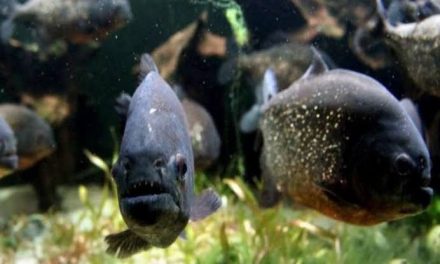 Niño de 8 años pesca sorpresivamente una piraña en un lago de Pensilvania pensando que era una lubina