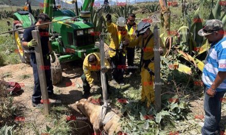 Rescatan a becerro tras caer a un pozo de 20 metros en ejido El Recreo de Saltillo