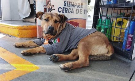 ¡Hasta luego, Solovino!  Muere perrito que se ganó el cariño al trabajar en gasolinera en Toluca