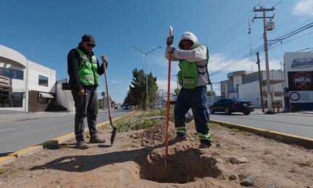 Trabaja Javier Díaz todos los días con reforestación en bulevares