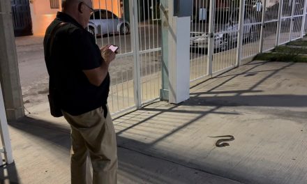 Saltillo: Vïbora aparece en el atrio de iglesia en Mirasierra y provoca pánico entre los asistentes