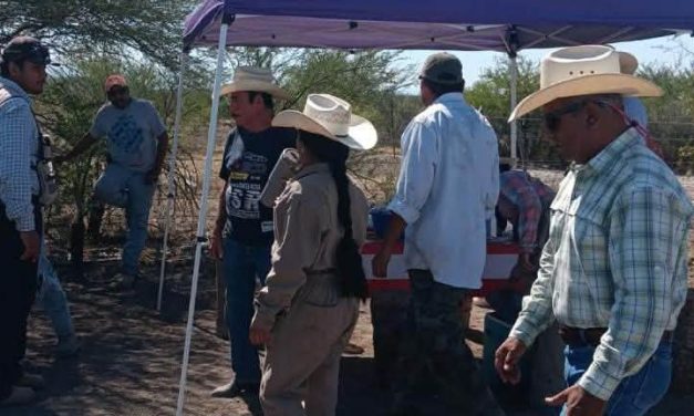 Monitorean presencia del gusano barrenador en la región