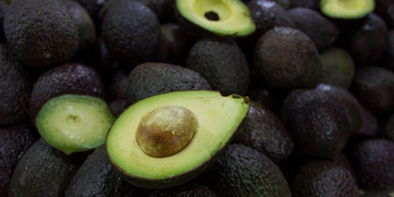 Gobierno de México hace obligatorio el Certificado Laboral VELAGRO para la exportación de aguacate