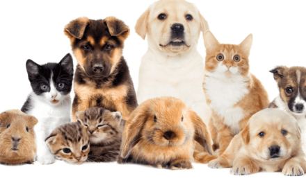 El Senado aprueba la Ley General de Protección Animal que los reconoce oficialmente como seres sintientes en México