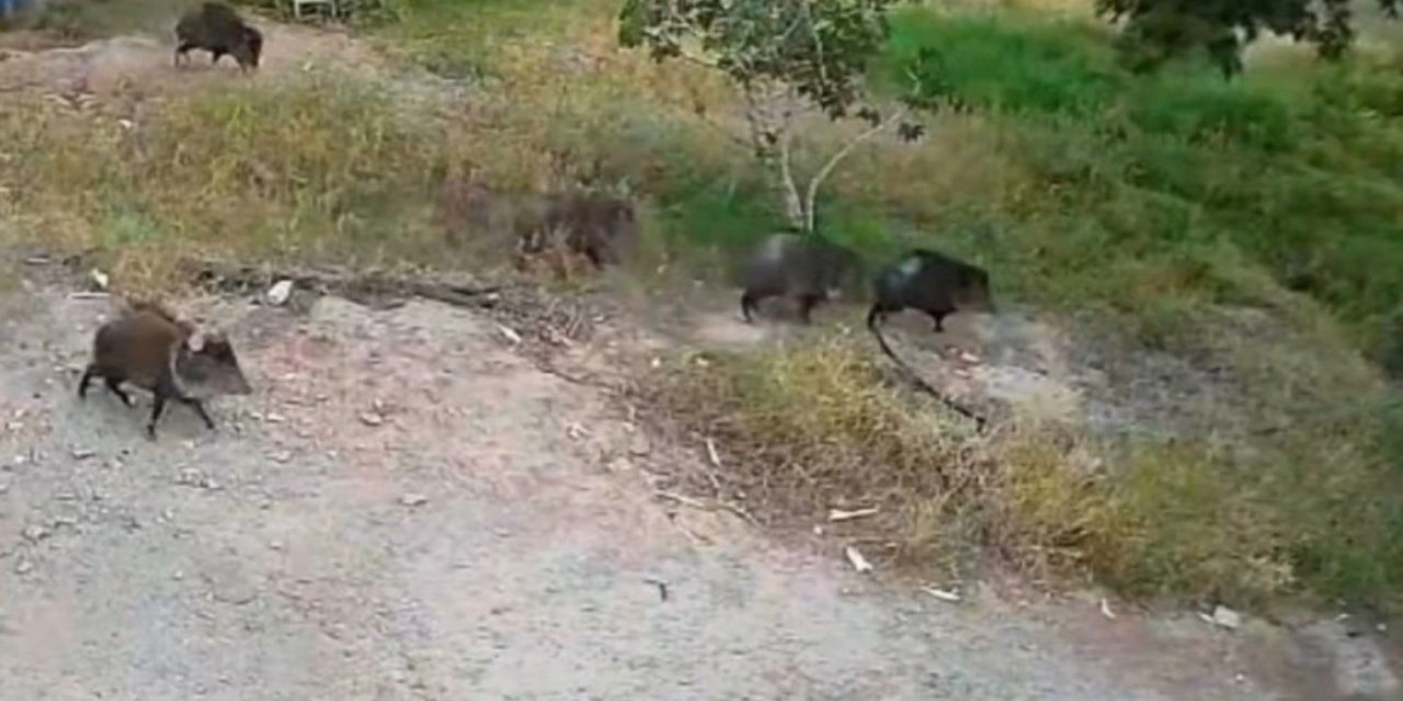 Capta cámara de seguridad manada de pecaríes en el ejido Parras