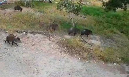 Capta cámara de seguridad manada de pecaríes en el ejido Parras