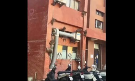 Invasión de macacos en universidad de Taiwán sorprende a estudiantes en su primer día de clases