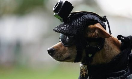 ‘Comando’, el diminuto chihuahueño que se entrenó y unió a las filas de la Guardia Nacional