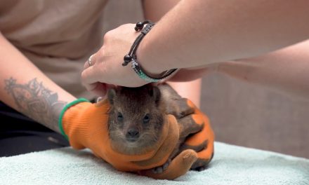 Zoológico celebra la llegada de tres damanes de las rocas