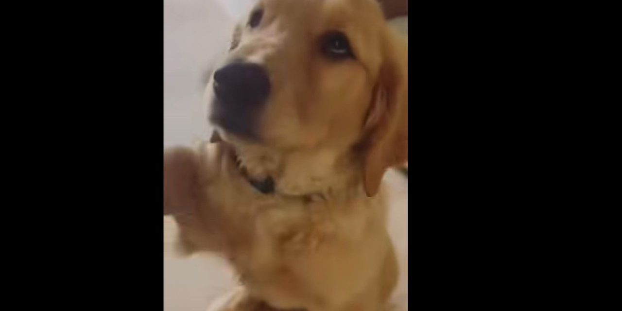 Exigen justicia por Nhala, la perrita Golden Retriever hallada sin vida y emplayada tras el ataque a la familia de Jonathan Meléndez