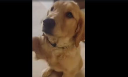Exigen justicia por Nhala, la perrita Golden Retriever hallada sin vida y emplayada tras el ataque a la familia de Jonathan Meléndez