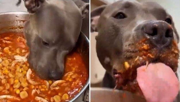 ¿Un perrito puede comer pozole? Video se hace viral durante fiestas patrias
