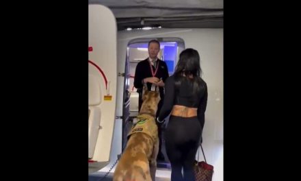 Perro de raza Gran Danés causa revuelo y debate en pleno vuelo de United Airlines tras viajar como animal de servicio
