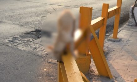 Perrito encontrado sin vida en riel de protección en Saltillo era buscado por sus propietarios