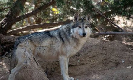 AZCARM alerta por riesgo para el lobo mexicano tras orden ejecutiva de Trump