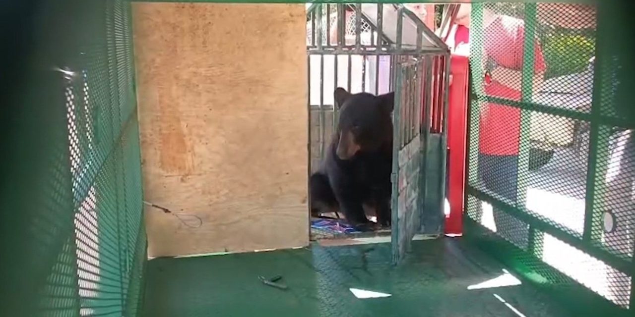 Oso causa sorpresa en el ejido 28 de agosto en Parras