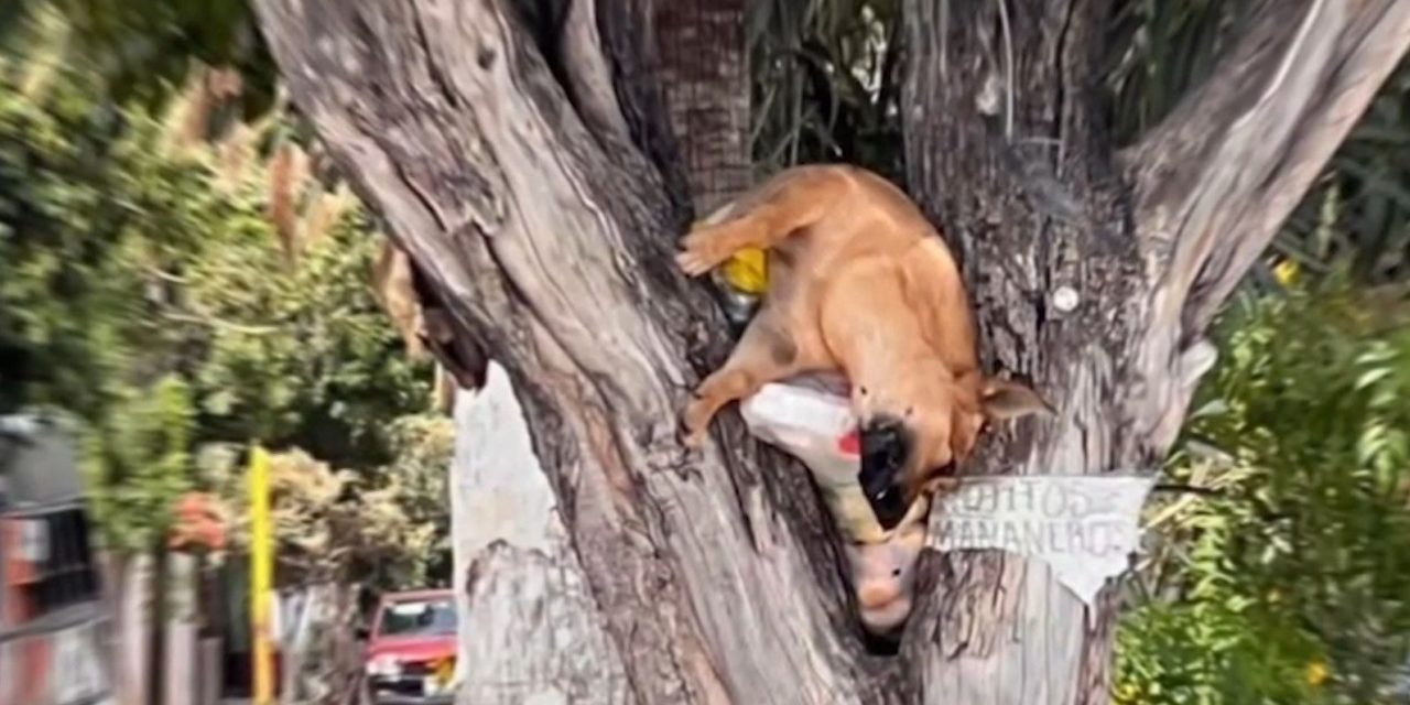 Perrita es localizada sin vida en Parras colgada de un árbol