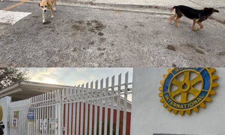 Perros siguen merodeando la primaria, Miguel Ángel Talamas, en Saltillo