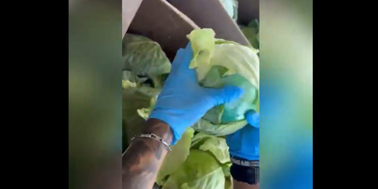 Decomisan más de mil kilogramos de metanfetamina oculta en un cargamento de repollo en Texas