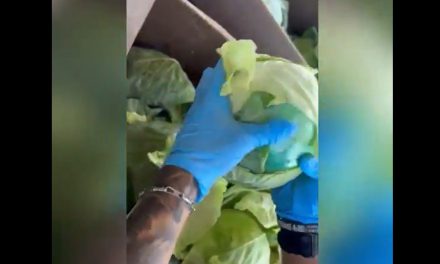 Decomisan más de mil kilogramos de metanfetamina oculta en un cargamento de repollo en Texas