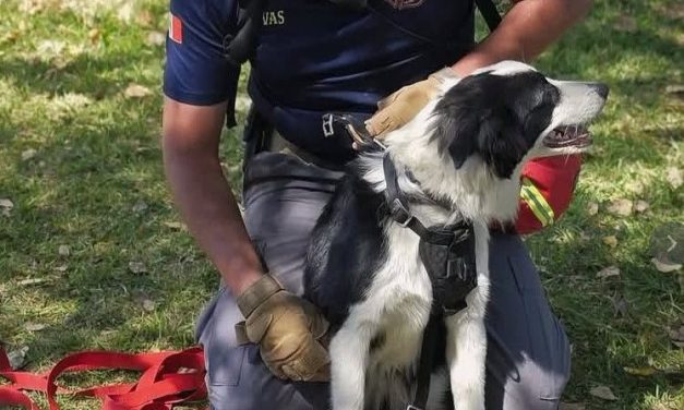 Bomberos de Saltillo piden ayuda para localizar a Mar, perrita rescatista del equipo K9 extraviada en la colonia Brisas