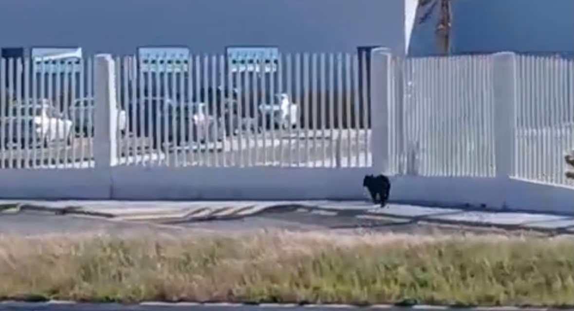 Oso ‘busca trabajo’ en Derramadero; fue visto cerca de las plantas Yanfeng, CIE y OP Mobility
