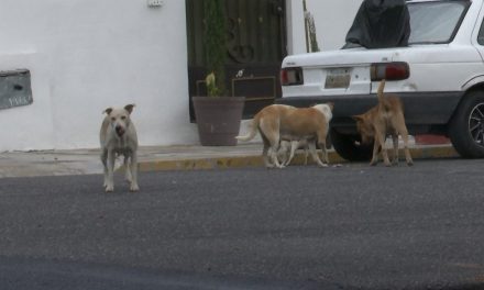 Saltillo: Perros tienen temerosos a vecinos de la Centenario