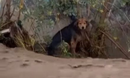 Así fue el rescate de un perrito arrastrado por la corriente en un río de Chile